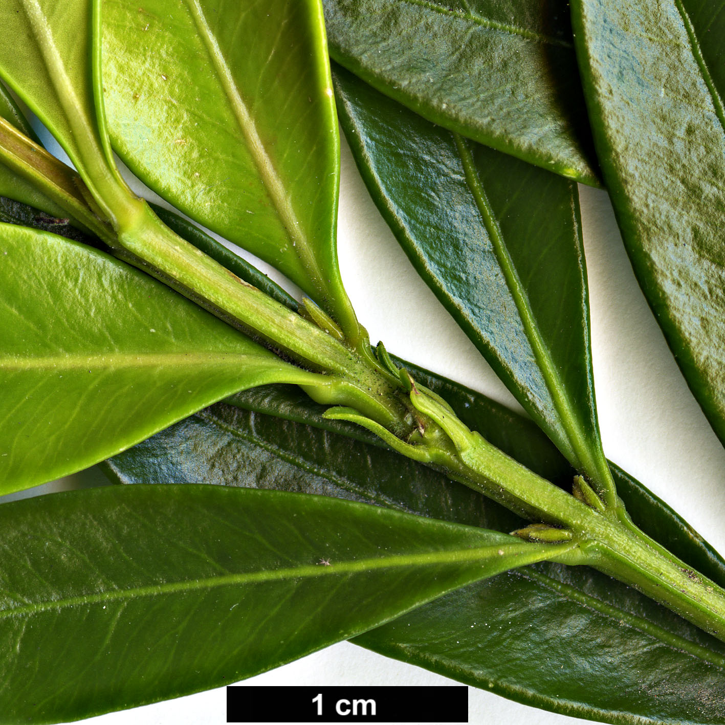 High resolution image: Family: Buxaceae - Genus: Buxus - Taxon: harlandii 